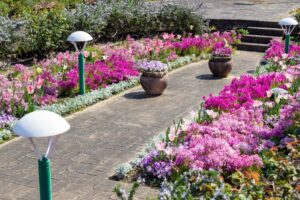 ブルーボネット、４月春の花、名古屋市港区の観光・撮影スポットの画像と写真