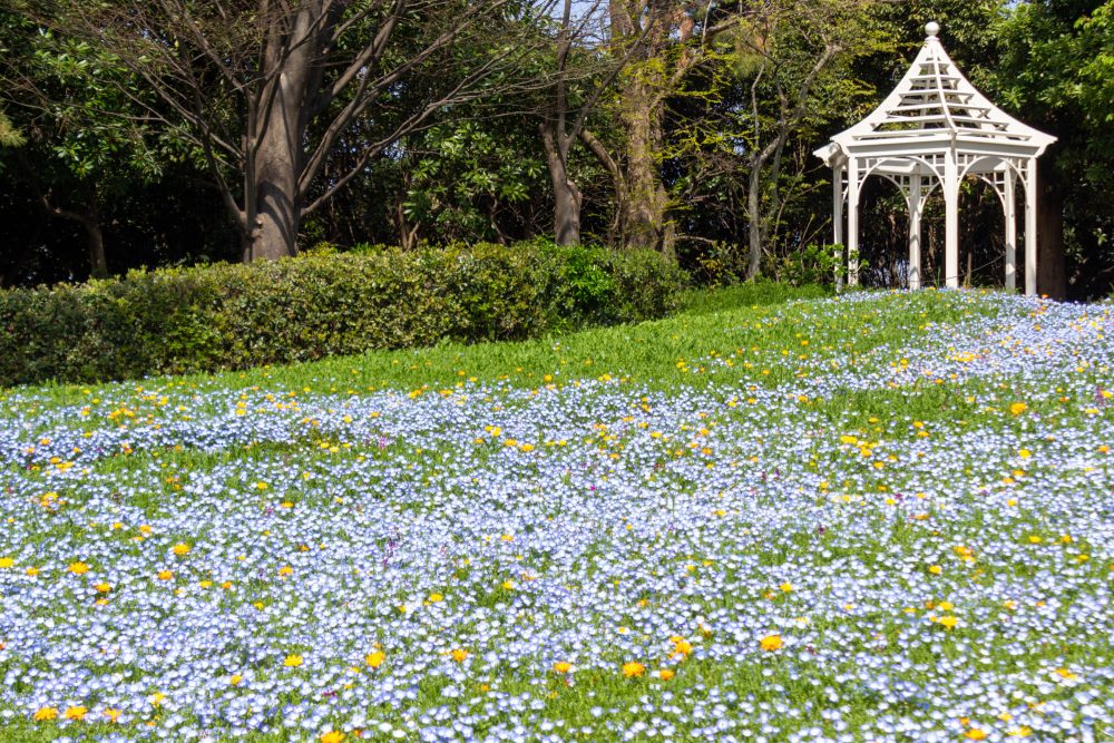 ブルーボネット、ネモフィラ、４月春の花、名古屋市港区の観光・撮影スポットの画像と写真