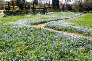 ブルーボネット、ネモフィラ、４月春の花、名古屋市港区の観光・撮影スポットの画像と写真