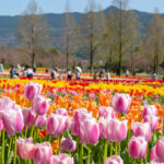 滋賀農業公園ブルーメの丘、チューリップ、4月の春の花、滋賀県蒲生郡の観光・撮影スポットの名所