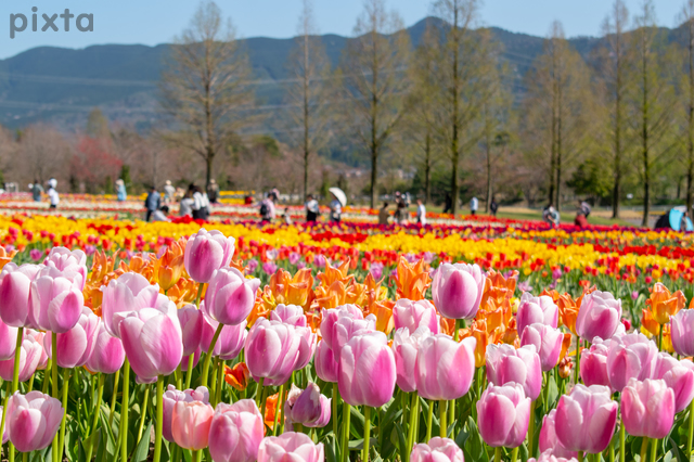 滋賀農業公園ブルーメの丘、チューリップ、4月の春の花、滋賀県蒲生郡の観光・撮影スポットの名所