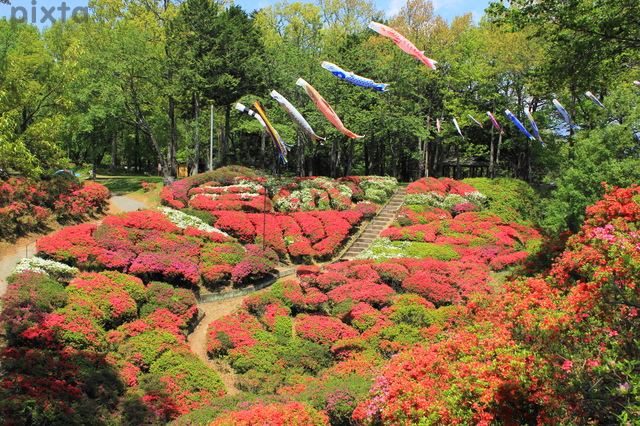台城公園つつじ祭り、5月の春の花、長野県下伊那郡の観光・撮影スポットの名所