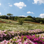 大乗寺丘陵公園、つつじ、5月の春の花、石川県金沢市の観光・撮影スポットの名所