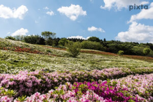 大乗寺丘陵公園、つつじ、5月の春の花、石川県金沢市の観光・撮影スポットの名所