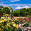 富士市中央公園、5月春の花、静岡県富士市の観光・撮影スポットの名所