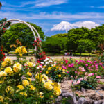 富士市中央公園、5月春の花、静岡県富士市の観光・撮影スポットの名所