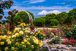 富士市中央公園、5月春の花、静岡県富士市の観光・撮影スポットの名所
