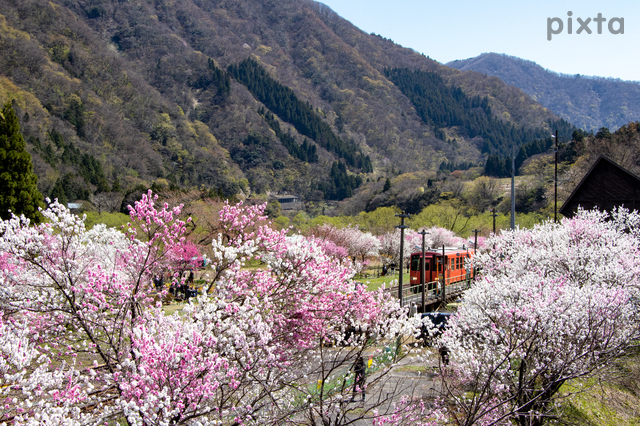 勝原花桃の里、4月春の花、 福井県大野市の観光・撮影スポットの名所
