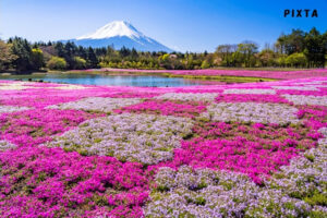 富士芝桜まつり、4月の春の花、山梨県南都留郡の観光・撮影スポットの名所