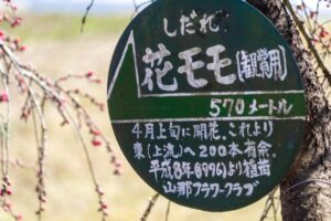 扶桑緑地公園、花桃、４月春の花、愛知県丹羽郡扶桑町の観光・撮影スポットの名所