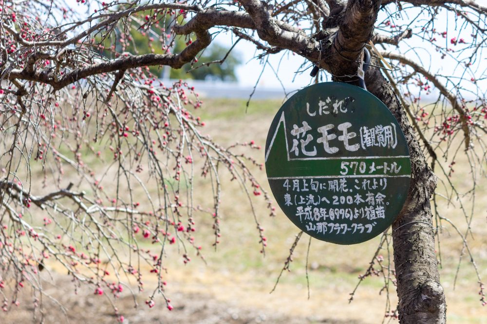 扶桑緑地公園、花桃、４月春の花、愛知県丹羽郡扶桑町の観光・撮影スポットの名所