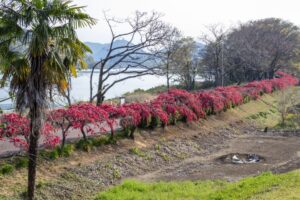 扶桑緑地公園、花桃、４月春の花、愛知県丹羽郡扶桑町の観光・撮影スポットの名所