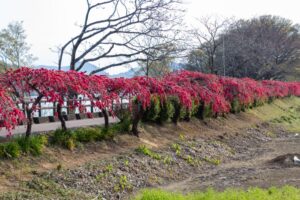 扶桑緑地公園、花桃、４月春の花、愛知県丹羽郡扶桑町の観光・撮影スポットの名所