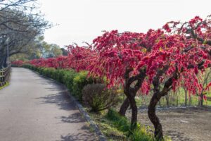 扶桑緑地公園、花桃、４月春の花、愛知県丹羽郡扶桑町の観光・撮影スポットの名所