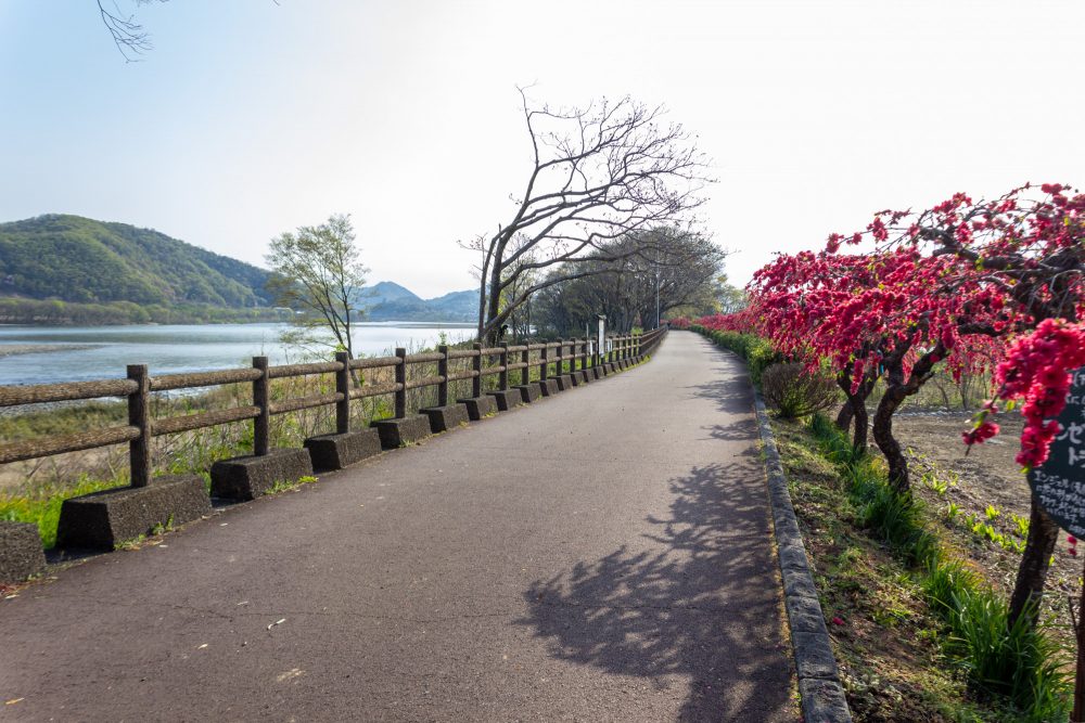 扶桑緑地公園、花桃、４月春の花、愛知県丹羽郡扶桑町の観光・撮影スポットの名所