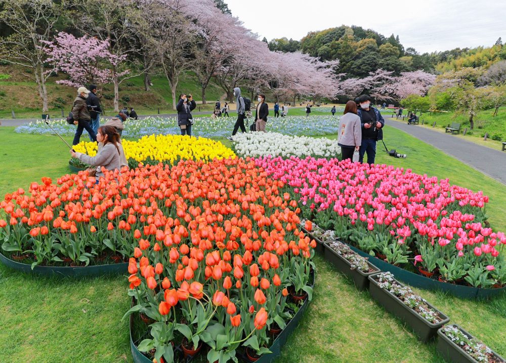 はままつフラワーパーク、桜、チューリップ桜、3月春の花、静岡県浜松市の観光・撮影スポットの画像と写真