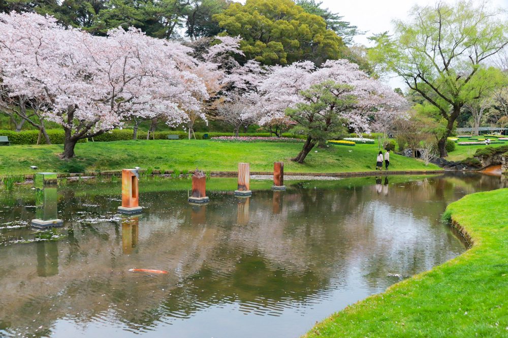 はままつフラワーパーク、桜、チューリップ、3月春の花、静岡県浜松市の観光・撮影スポットの画像と写真
