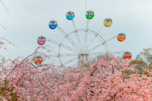 はままつフラワーパーク、桜、3月春の花、静岡県浜松市の観光・撮影スポットの画像と写真