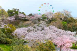 はままつフラワーパーク、桜、3月春の花、静岡県浜松市の観光・撮影スポットの画像と写真
