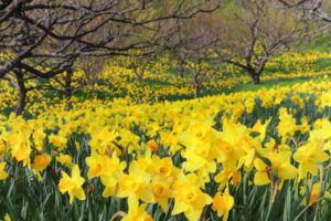 はままつフラワーパーク、水仙、3月春の花、静岡県浜松市の観光・撮影スポットの画像と写真