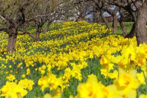 はままつフラワーパーク、水仙、3月春の花、静岡県浜松市の観光・撮影スポットの画像と写真