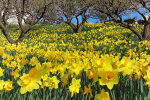 はままつフラワーパーク、水仙、3月春の花、静岡県浜松市の観光・撮影スポットの画像と写真