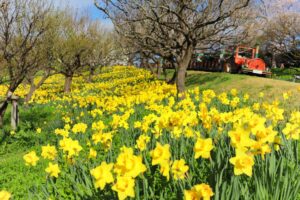 はままつフラワーパーク、水仙、3月春の花、静岡県浜松市の観光・撮影スポットの画像と写真