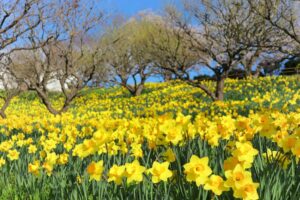 はままつフラワーパーク、水仙、3月春の花、静岡県浜松市の観光・撮影スポットの画像と写真