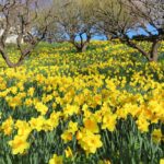 はままつフラワーパーク、水仙、3月春の花、静岡県浜松市の観光・撮影スポットの画像と写真