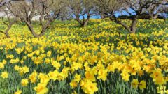 はままつフラワーパーク、水仙、3月春の花、静岡県浜松市の観光・撮影スポットの画像と写真