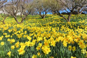 はままつフラワーパーク、水仙、3月春の花、静岡県浜松市の観光・撮影スポットの画像と写真