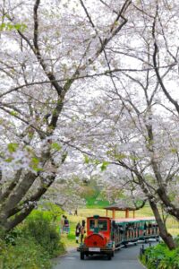 はままつフラワーパーク、桜、3月春の花、静岡県浜松市の観光・撮影スポットの画像と写真