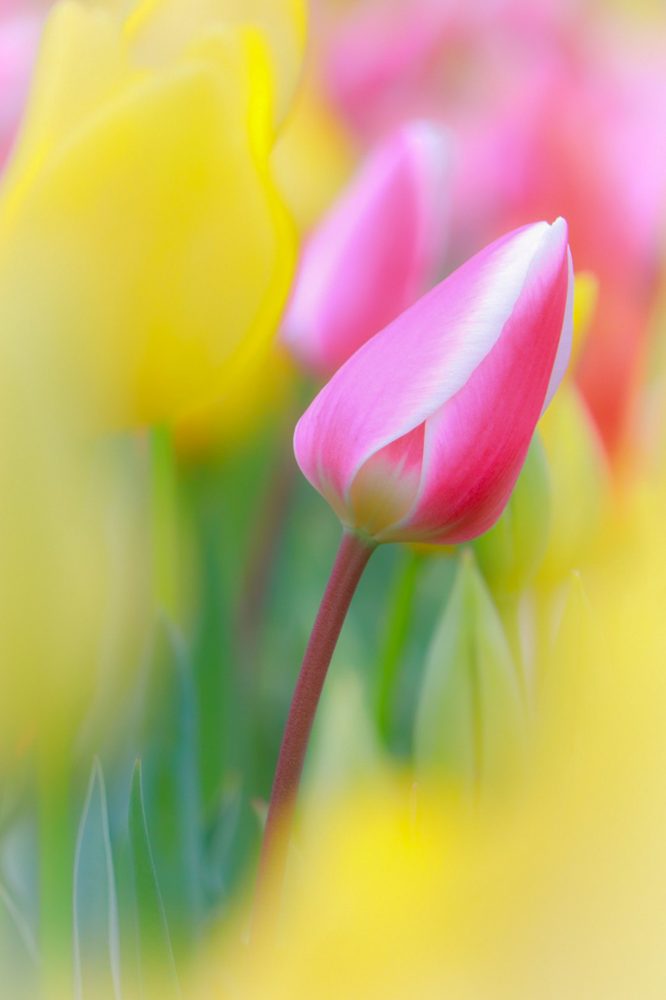 はままつフラワーパーク、チューリップ、3月春の花、静岡県浜松市の観光・撮影スポットの画像と写真