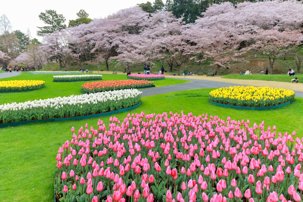 はままつフラワーパーク、桜、チューリップ、3月春の花、静岡県浜松市の観光・撮影スポットの画像と写真