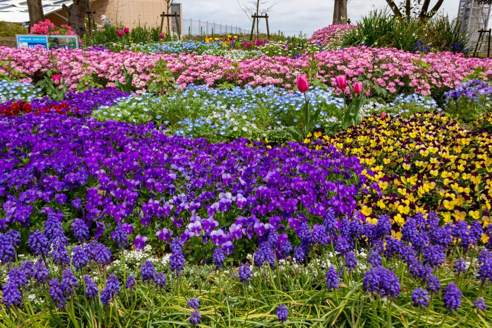 浜名湖ガーデンパーク、春の花、4月、静岡県浜松市の観光・撮影スポットの名所