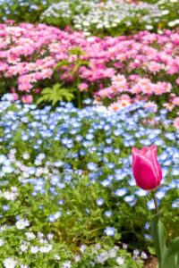 浜名湖ガーデンパーク、春の花、4月、静岡県浜松市の観光・撮影スポットの名所