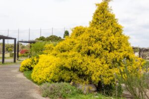 浜名湖ガーデンパーク、春の花、4月、静岡県浜松市の観光・撮影スポットの名所