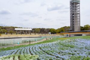浜名湖ガーデンパーク、ネモフィラ、4月春の花、静岡県浜松市の観光・撮影スポットの名所