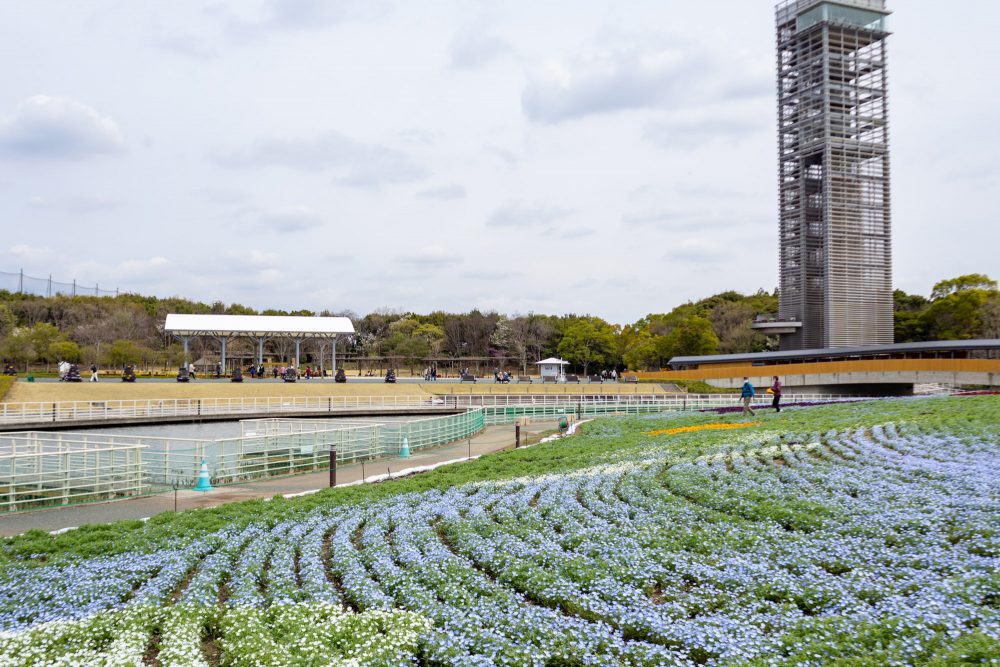 浜松ガーデンパーク、ネモフィラ、4月春の花、静岡県浜松市の観光・撮影スポットの名所