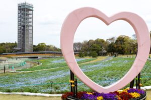 浜名湖ガーデンパーク、ネモフィラ、4月春の花、静岡県浜松市の観光・撮影スポットの名所