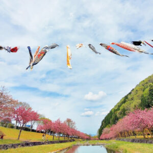 羽根谷だんだん公園、八重桜・鯉のぼり、3月春の花、岐阜県海津市の観光・撮影スポットの画像と写真