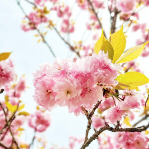 羽根谷だんだん公園、八重桜・、3月春の花、岐阜県海津市の観光・撮影スポットの画像と写真