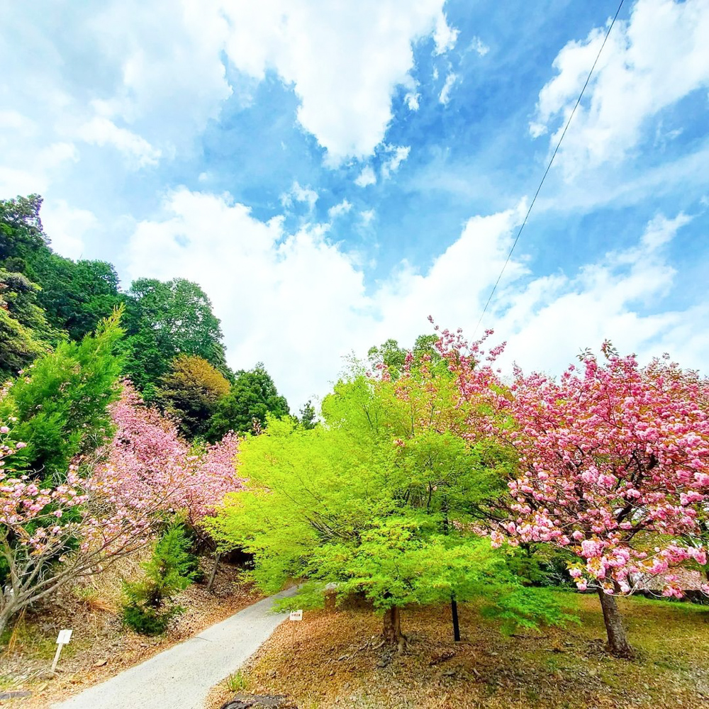 羽根谷だんだん公園、八重桜・、3月春の花、岐阜県海津市の観光・撮影スポットの画像と写真
