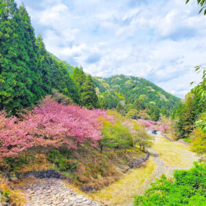 羽根谷だんだん公園、八重桜・、3月春の花、岐阜県海津市の観光・撮影スポットの画像と写真