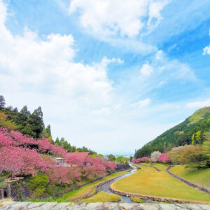 羽根谷だんだん公園、八重桜・、3月春の花、岐阜県海津市の観光・撮影スポットの画像と写真