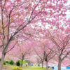 羽根谷だんだん公園、八重桜・、3月春の花、岐阜県海津市の観光・撮影スポットの画像と写真