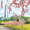 羽根谷だんだん公園、八重桜・鯉のぼり、3月春の花、岐阜県海津市の観光・撮影スポットの画像と写真