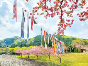 羽根谷だんだん公園、八重桜・鯉のぼり、3月春の花、岐阜県海津市の観光・撮影スポットの画像と写真