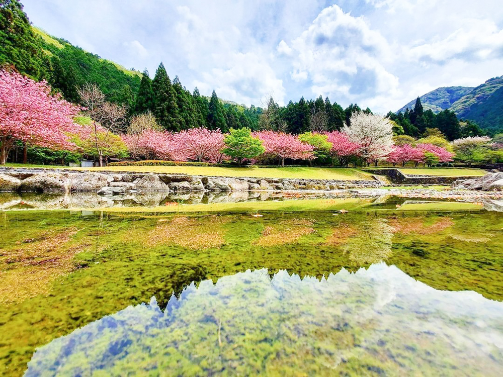 羽根谷だんだん公園、八重桜・、3月春の花、岐阜県海津市の観光・撮影スポットの画像と写真