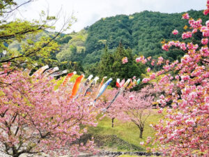 羽根谷だんだん公園、八重桜・鯉のぼり、3月春の花、岐阜県海津市の観光・撮影スポットの画像と写真